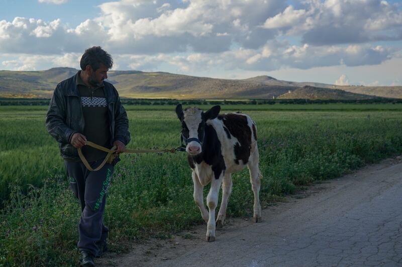 Hammoud Al-Jassem, a local farmer, said: 'We have been subjected to a lot of bombing and this year we were we also had the earthquake, but our life is simple, and after every calamity, we adapt and go back to live  again.'
