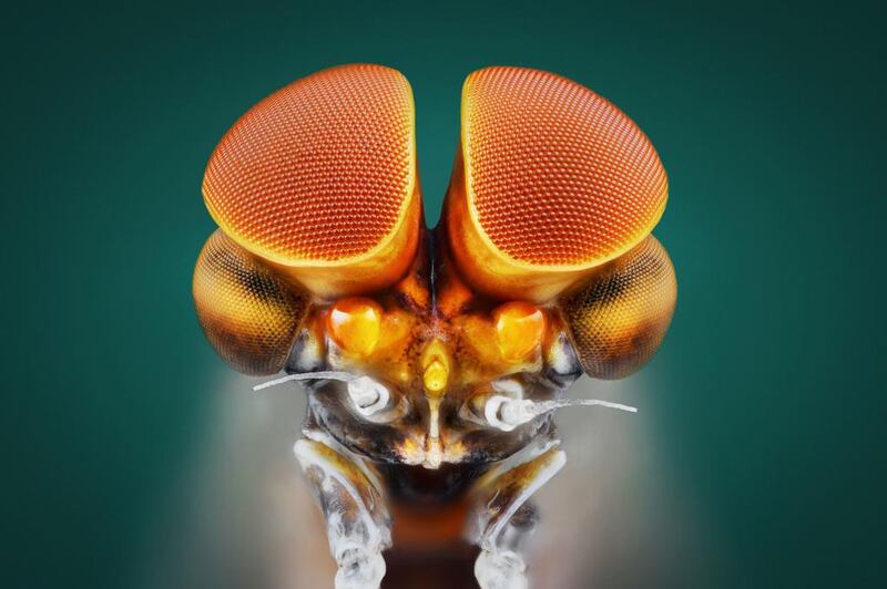 A macro shot of mayfly by Yousef Al Habshi. Photo by Yousef Al Habshi