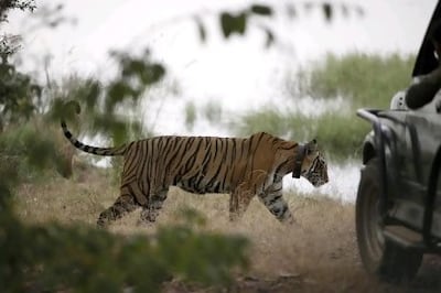 A tiger walks past a vehicle carrying tourists at Ranthambore National Park in India.