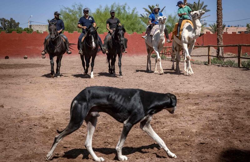 This dog had better move out of the way as French horse master Joel Proust (second from left) rides with his team in Morocco. AFP