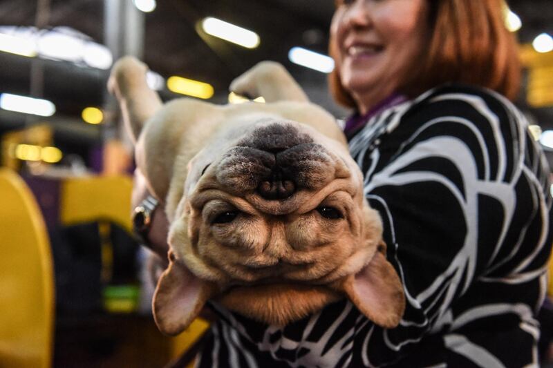 Down time: A person holds a French bulldog during the 144th annual Westminster Kennel Club Dog Show on February 10, 2020 in New York City. AFP