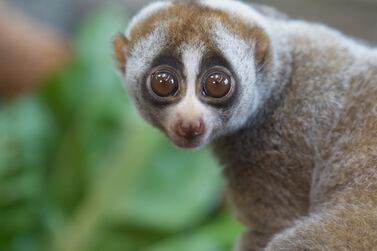 Lonely Loris was found abandoned in Dubai. Courtesy: The Green Planet