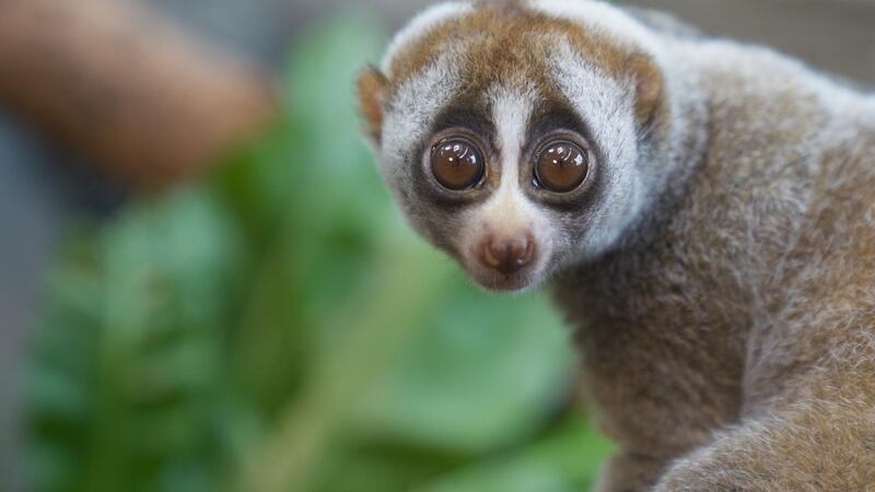 Lonely Loris was found abandoned in Dubai. Courtesy Green Planet