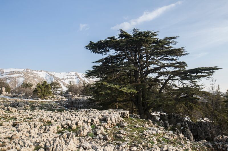 Lebanon’s cedar is celebrated in religion, poetry and history. Photo: Walid Sader for The National
