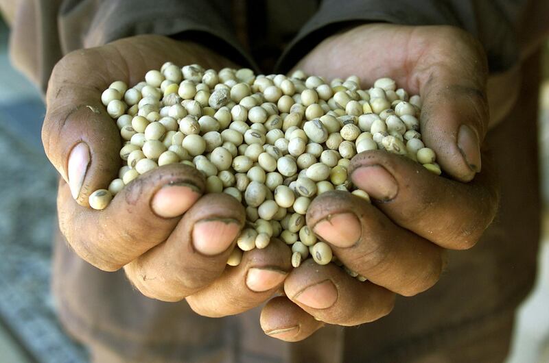 -PHOTO TAKEN 21MAY04-
A Romanian farmer shows genetically modified soybeans in the village of Varasti ,[130km southeast of Bucharest], in this May 21, 2004 file picture. Romania, Europe's biggest soya grower until 1989, is the sole producer of GM soybeans on the continent with about 35,000 hectares under cultivation. [Environmentalists accuse U.S. biotech firms pioneering genetically modified organisms (GMOs) of using poorer east European countries as a back door to a reluctant European Union.]