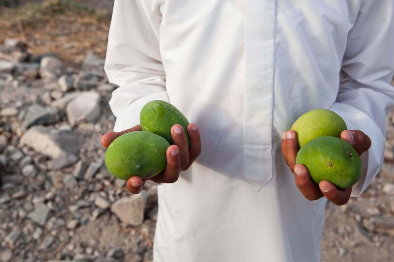 June 17, Mohammad Khalifa poses for the camera with some locally grown mangoes on a traditional Emirate farm in Wadi Al Tuwa.  June 1, Ras Al Khaimah, United Arab Emirates. (Photo: Antonie Robertson/ The National)