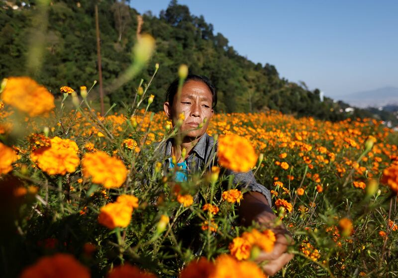 A woman picks marigolds, used to make garlands and offer prayers, before selling them at a market for the Tihar festival, also called Diwali, in Kathmandu, Nepal. Reuters