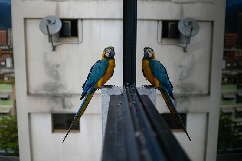 Reflected in a window, a wild macaw eats peanuts on the edge of a balcony, in Caracas, Venezuela. AP Photo