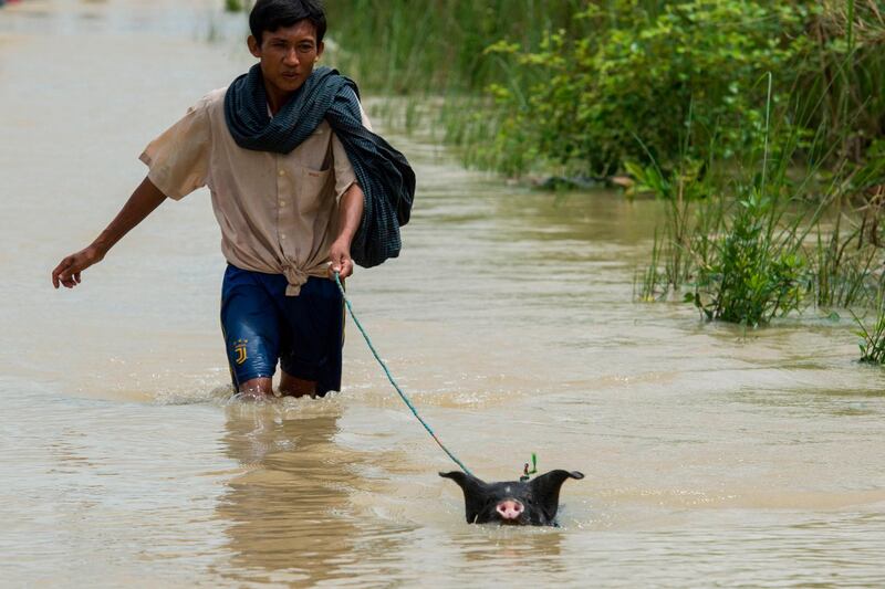 A man makes his way along a flooded street with his pig in Taungnu township of Bago region. More than 63,000 people in Bago region were affected after the Swar Chaung dam overflowed. AFP
