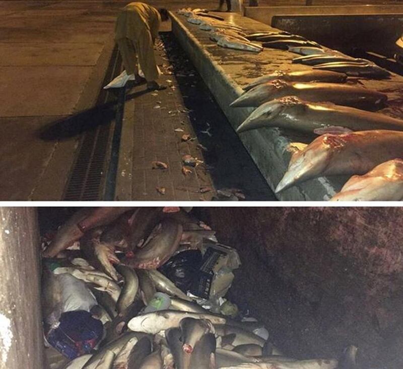 A large number of sharks have been confiscated from the fish markets across the UAE, many of which have had their fins cut off for the lucrative Chinese market.  Courtesy Dubai Municipality 