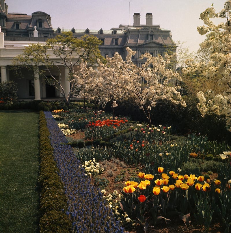 Flowers are in full bloom in the White House Rose Garden, Washington, DC, on April 27, 1963. (Photo by Bettmann via Getty Images)