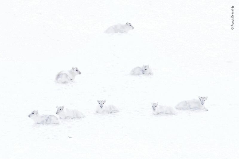 Highly commended: Spot the reindeer by Francis De Andres, Spain. The conditions for photographing at the Norwegian archipelago Svalbard are extreme, but wildlife has adapted to the environment and its freezing temperatures. De Andres found this composition of white arctic reindeer, which were observing him, both curious and charming. Francis De Andres / Wildlife Photographer of the Year