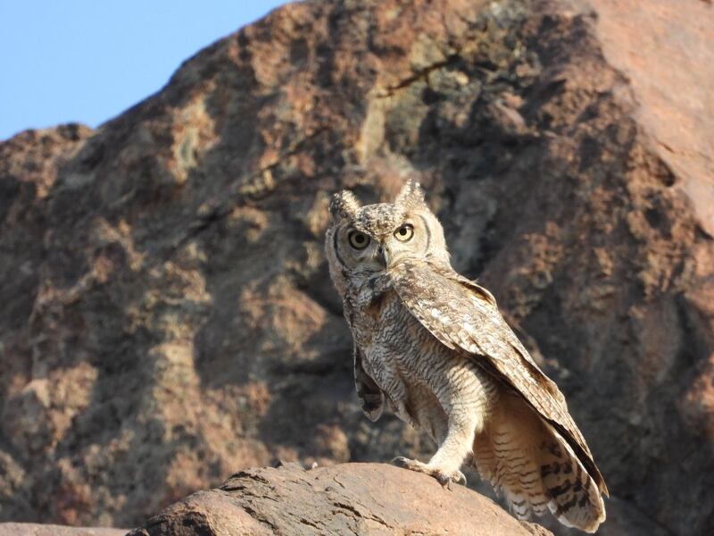 The Arabian Spotted Eagle Owl was observed and recorded in Fujairah in March, 2020