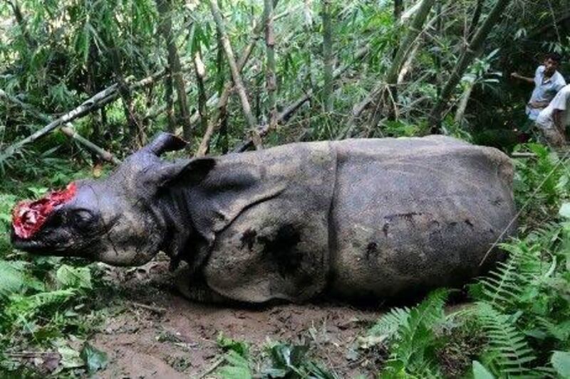 The endangered one horned rhinoceros that was shot and dehorned by poachers in the jungle near Kaziranga National Park, east of Guwahati, India.