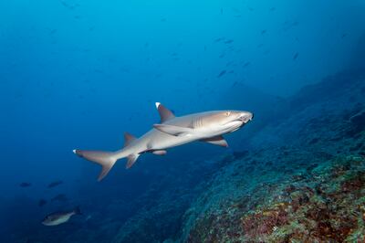Numbers of whitetip sharks are in decline. Getty
