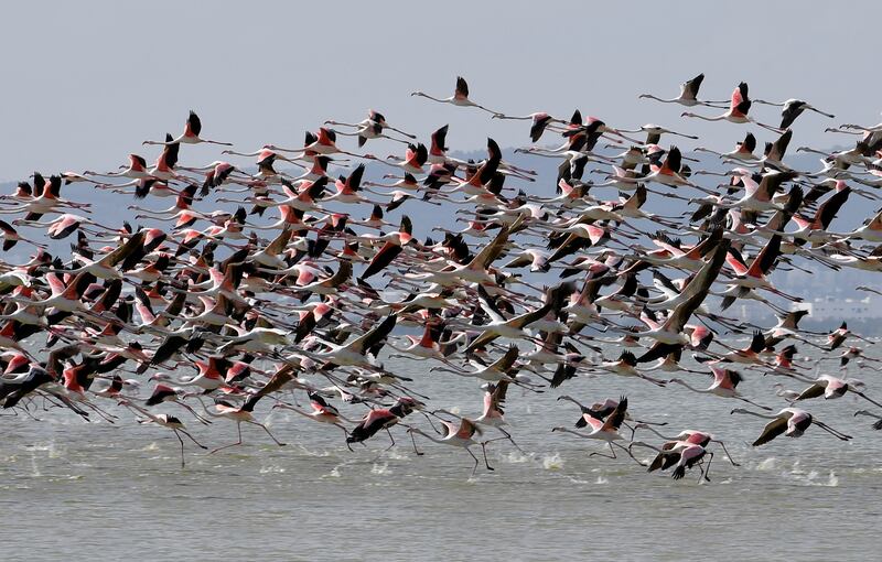 Pink flamingos take off from a lake in Gammarth on the outskirts of Tunis. AFP