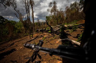 Illegal charcoal logging contributed to the deforestation of the Mau Forest. Mau Forest,  June 23, 2009.