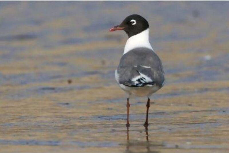 The Franklin’s Gull, seen here at Fujairah Port Beach, breeds in the northern US and Canada and is named after an Arctic explorer from the UK.