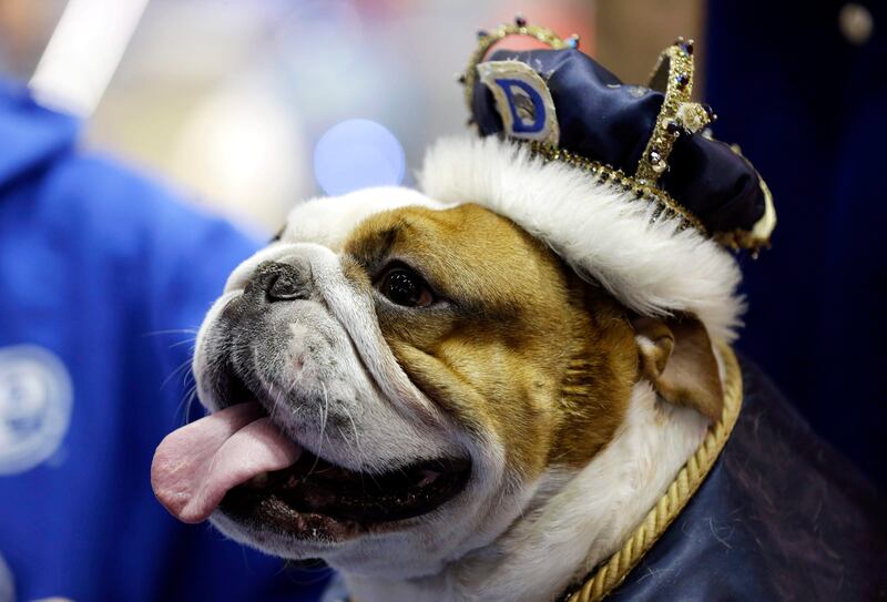 Huckleberry sits on the throne after being crowned the winner of the 34th annual Drake Relays Beautiful Bulldog Contest, Monday, April 22, 2013, in Des Moines, Iowa. The 4-year-old bulldog pup is owned by Steven and Stephanie Hein of Norwalk, Iowa. The pageant kicks off the Drake Relays festivities at Drake University where a bulldog is the mascot. (AP Photo/Charlie Neibergall) *** Local Caption ***  Beautiful Bulldog.JPEG-05edb.jpg