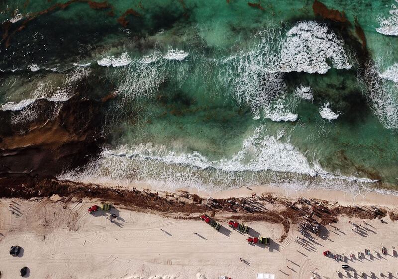 A picture taken from a drone shows the cleaning of gulfweed (sargassum) accumulated on the beaches of Cancun, Quintana Roo, Mexico. EPA