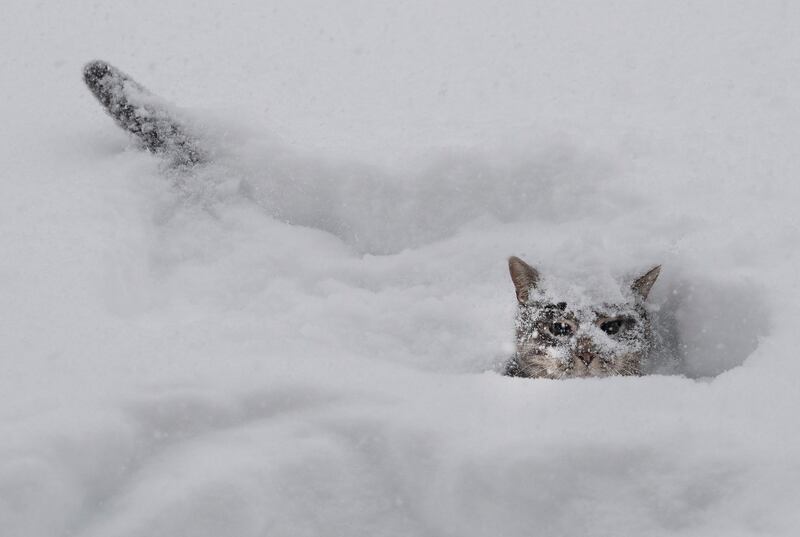A cat plays in the snow during a huge storm in Mississauga, Ontario, Canada. AP