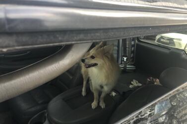 The owner of a dog kept in a parked car for days in Sharjah insists the animal is being regularly walked. The National