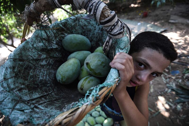 An Egyptian child harvests mangoes in the village Al Qata, Giza Governorate, AFP