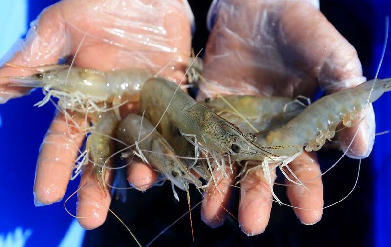 Young prawns are carefully monitored for growth and fed pellet food until they reach the required size and weight for harvesting. Rearing periods vary from three to six months. Ravindranath K / The National