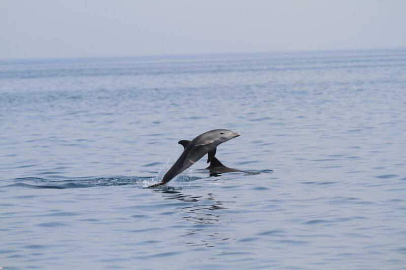 DUBAI, UNITED ARAB EMIRATES, MAY 18, 2014. Dolphins swim off the coast of Dubai in this hand out picture dated The UAE Dolphin Project aims to investigate the dolphin population along the UAE coastline and to provide scientific baseline information while also raising awareness. (Photo: Antonie Robertson/The National) Journalist Vesela Todorova. Section: National