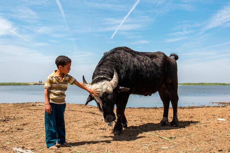 An Iraqi boy pets cattle by the marshes of the southern district of Chibayish in Dhi Qar province. AFP