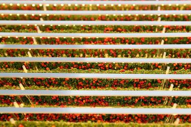 A model of the first commercial-scale indoor farm using only LED lights to grow fresh tomatoes, which will begin operation in Abu Dhabi later this year. Chris Whiteoak / The National