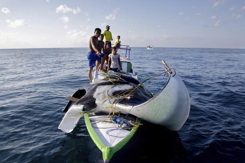 Mantas are also frequently caught accidentally by fishermen, but they are not part of a major targeted industry in Indonesia as in other countries, such as Sri Lanka. (AP Photo / WildAid and Conservation International