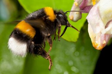 Scientists have warned that bumblebee sightings have declined dramatically since the 1970s. Getty Images