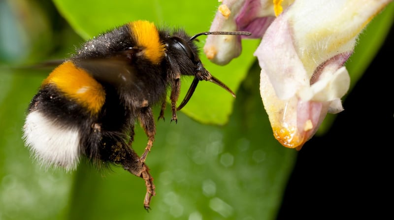 Bombus terrestris worker in flight, Norfolk, UK. (Getty Images) *** Local Caption ***  na26fe-science-bumblebee.jpg