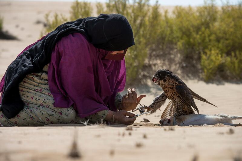 Afrah with her falcon durin the rabbit hunt.

Falconry is a multi-million-dirham industry in the Gulf. It’s also a man’s world. Like camel racing, women are almost completely absent from this heritage sport, but things are changing in UAE.

Abu Dhabi,UAE,Vidhyaa for the National