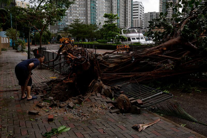 A passerby looks at a tree uprooted by Typhoon Saola in Hong Kong. Reuters