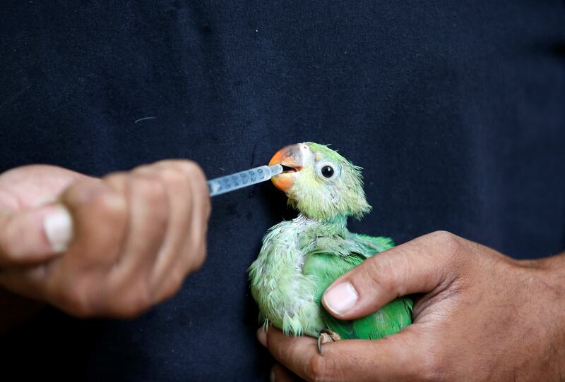 A parakeet is nourished with water mixed with multivitamins, after it was dehydrated during scorchingly hot weather in Ahmedabad, India. Reuters. Reuters