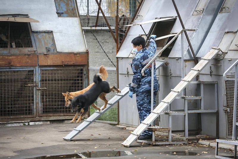 An employee releases dogs from a kennel during explosive material and Covid-19 detection training at the Aeroflot PJSC canine training facility in Moscow, Russia, on Friday, Oct. 9, 2020. Russia posted a record number of new Covid-19 cases Friday as the government has resisted returning to a lockdown to battle the second wave of infections. Photographer: Andrey Rudakov/Bloomberg via Getty Images