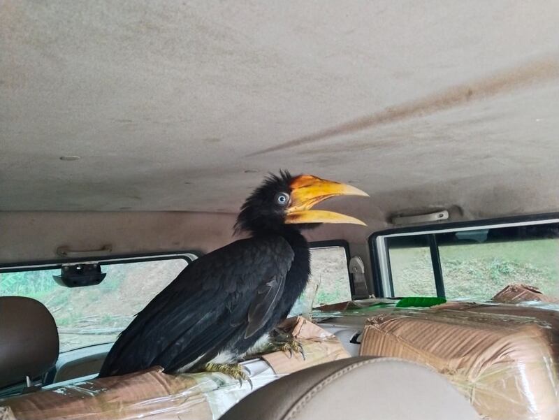India has reported a surge in the smuggling of exotic birds such as cockatoos and macaws, as well as other rare species such as tortoises, civets and snakes from South-East Asian countries. All photos: Indian Police