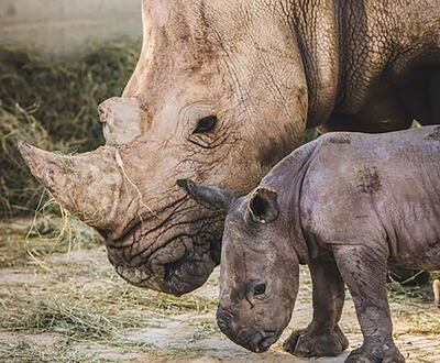 Wuhaida, a rare southern white rhino, was born in Sharjah Safari in 2021. Photo: Sharjah Safari