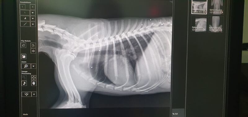 The dog had the bullets removed in surgery, from which he is now recovering.