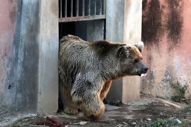 A brown bear named Bubloo is seen inside his enclosure prior to his journey to a sanctuary in Jordan. EPA