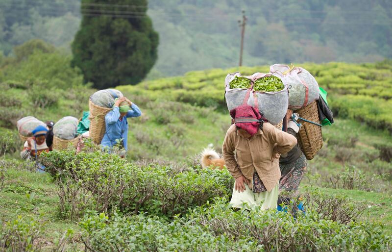 Workers carrying fresh tea leaves for processing at Happy Valley Tea Estate