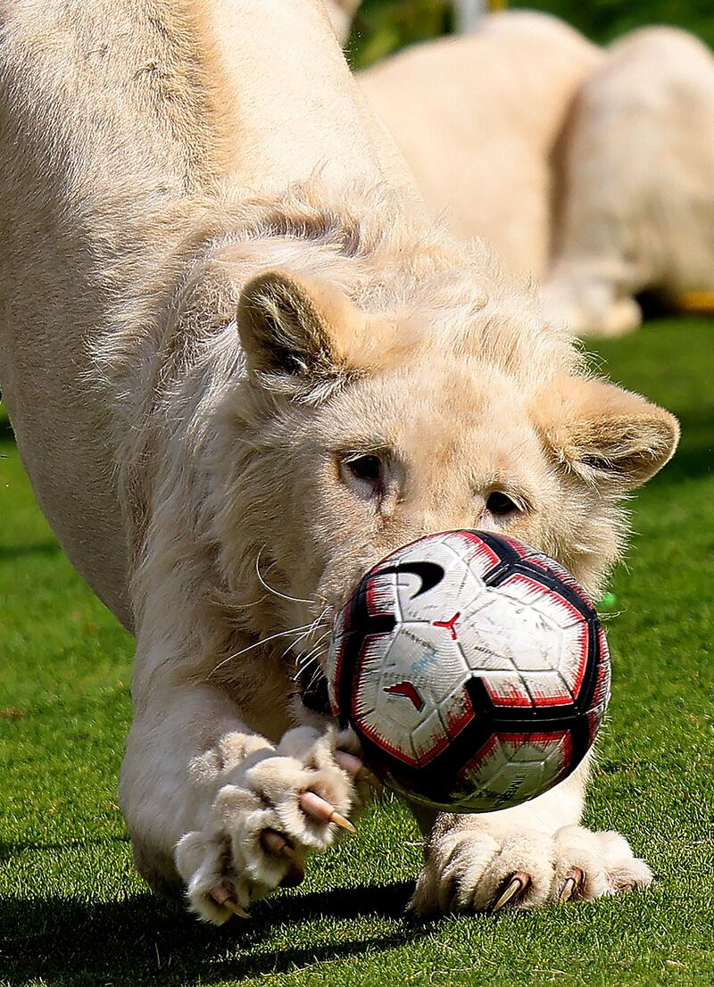 A white lion claws at a ball thrown by its trainer, at Al Buqaish private zoo in Sharjah. AFP