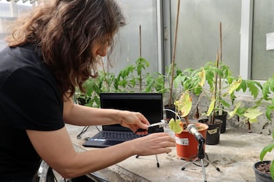 Water-stressed plants began emitting noises before they were visibly dehydrated. Tel Aviv University