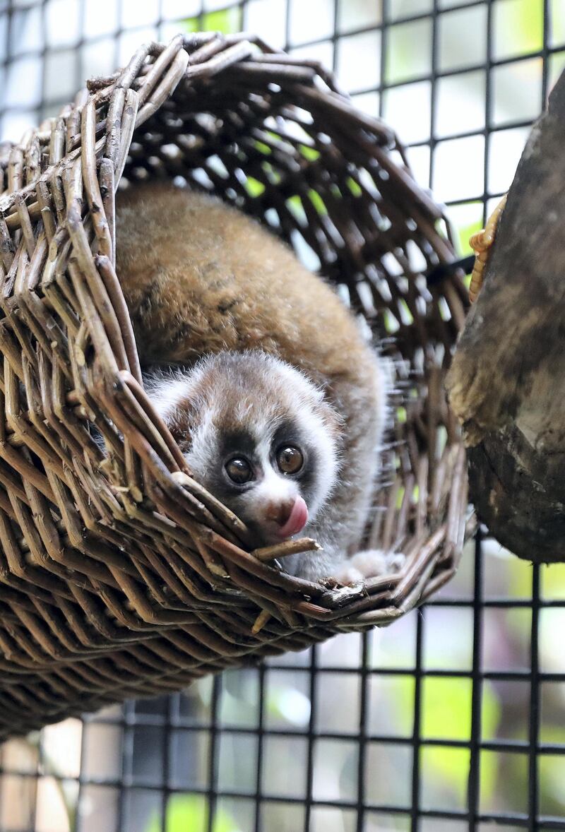 Dubai, United Arab Emirates - Reporter: N/A. News. Environment. This is the first recorded birth of a Slow Loris in a zoological facility in the UAE. On average, less than 10 born at zoological facilities world-wide every year. Father and mother were rescued after being victims of the illegal wildlife trade. Thursday, July 9th, 2020. The Green Planet, Dubai. Chris Whiteoak / The National