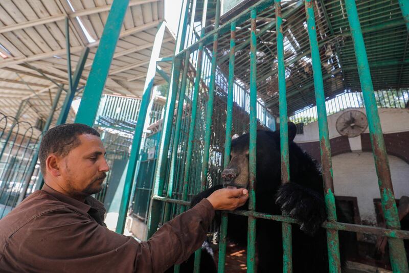Giza Zoo keeper, Mohamed Rizq feeds a bear called 'Hany' after the zoo was closed to visitors to help prevent the spread of coronavirus disease. Reuters