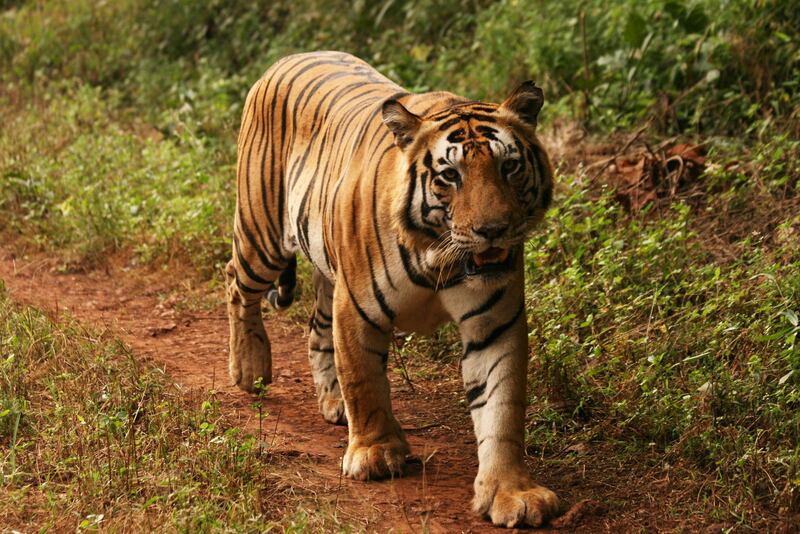 Handout: Male tiger in Kanha National Park, India (Courtesy Explore)