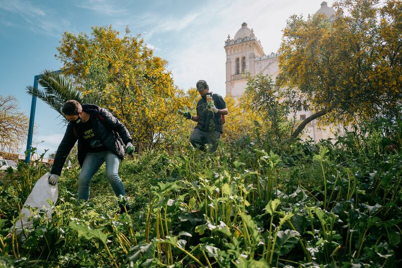 Volunteers collect hundreds of kilograms of glass beer bottles from the slope below Carthage's cathedral and archaeological site.