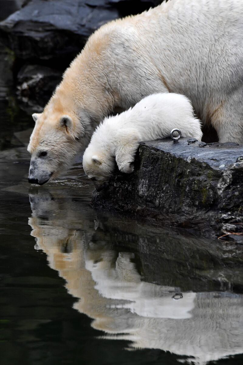 A polar bear cub and her mother Tonja are photographed at their enclosure as the baby is presented to the press after leaving the breeding burrow for the first time at the Tierpark zoo in Berlin. The cub, who does not have a name yet, was born on December 1, 2018.  AFP